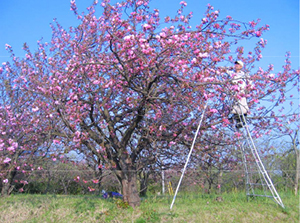 桜を手摘みで収穫
